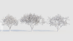 Malus spectabilis c