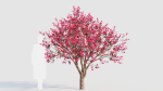 Malus spectabilis c