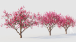 Malus spectabilis c