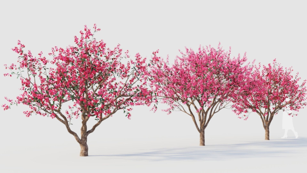 Malus spectabilis c