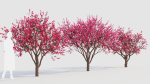 Malus spectabilis c