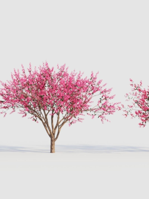 Malus spectabilis c