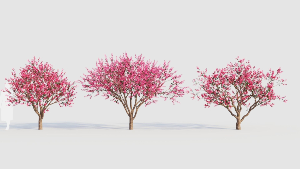 Malus spectabilis c