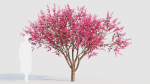 Malus spectabilis c