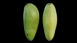mango two papayas