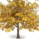 Maple Autumn yellow