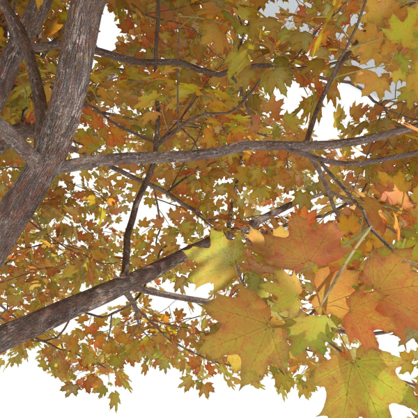 Maple Autumn yellow
