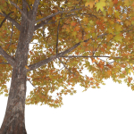 Maple Autumn yellow