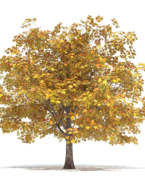 Maple Autumn yellow
