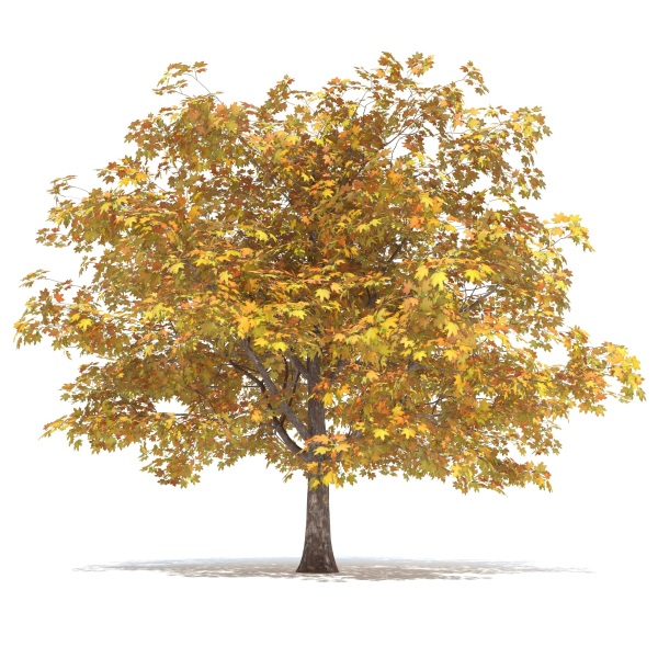 Maple Autumn yellow