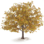 Maple Autumn yellow