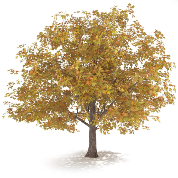 Maple Autumn yellow