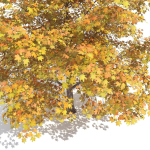 Maple Autumn yellow