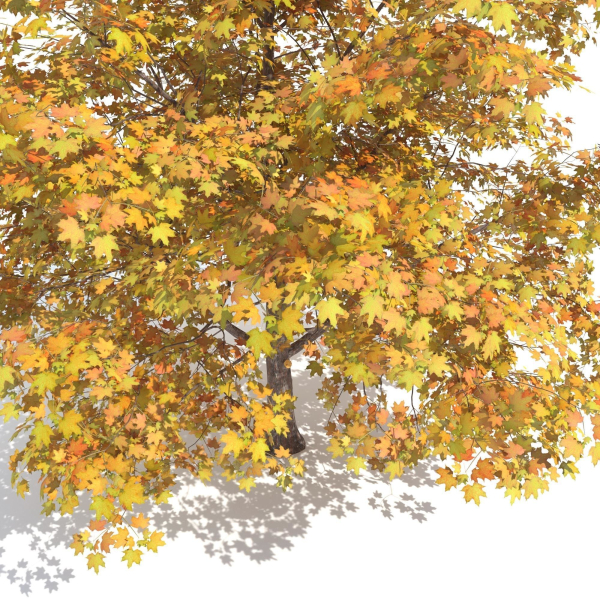 Maple Autumn yellow