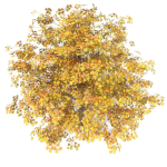 Maple Autumn yellow