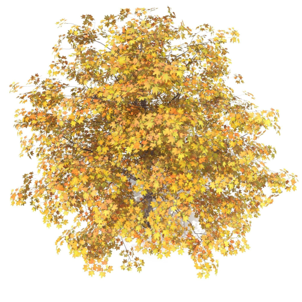 Maple Autumn yellow