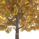 Maple Autumn yellow