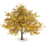 Maple Autumn yellow
