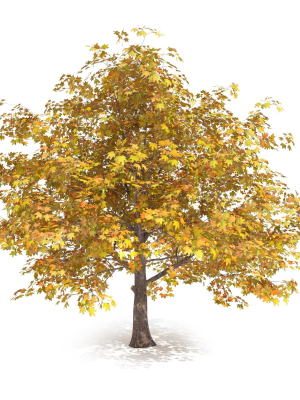 maple-autumn-yellow-3d-model-d45fae7b1d
