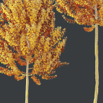 Maple Sapindaceae