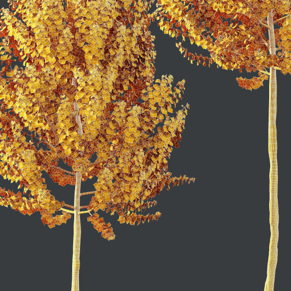 Maple Sapindaceae