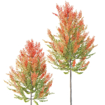 Maple Sapindaceae