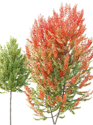 maple-sapindaceae-3d-model-9d6df43505