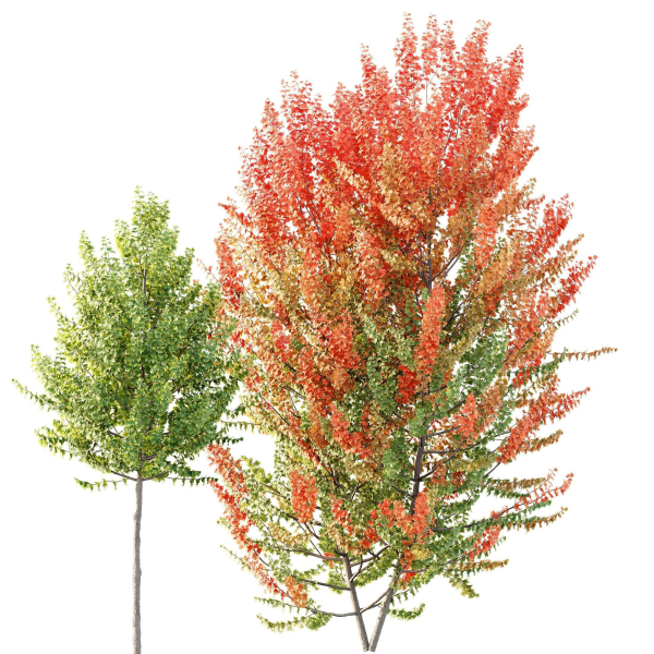Maple Sapindaceae