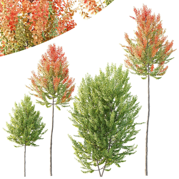 Maple Sapindaceae