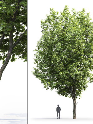 maple-tree-07-h14m-3d-model-35d73e429a