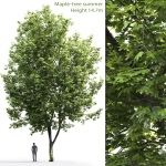 Maple-tree 07 H14m