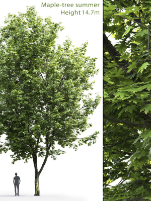 Maple-tree 07 H14m