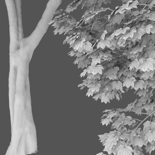 Maple-tree 07 H14m