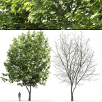 Maple-tree 07 H14m