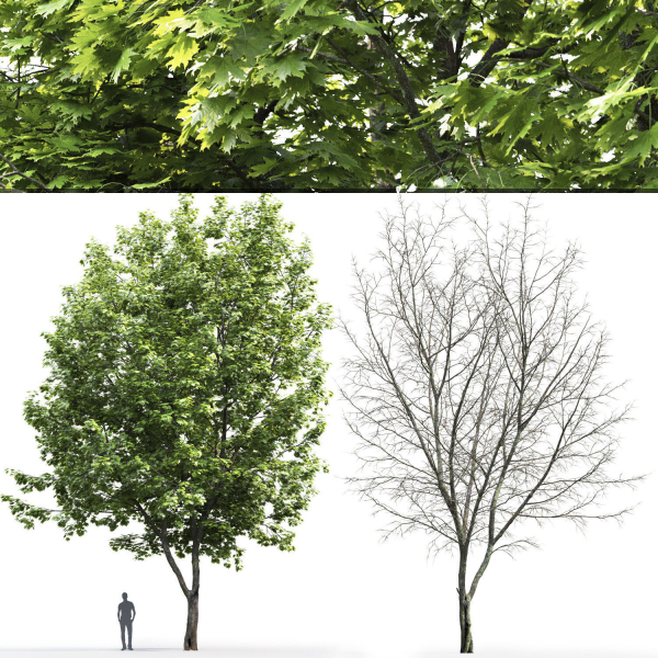 Maple-tree 07 H14m