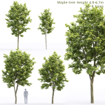 Maple-tree 11 H4-6m