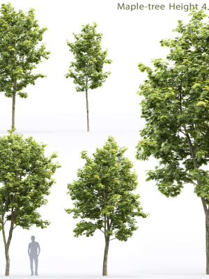 maple-tree-11-h4-6m-3d-model-0b5fb46980