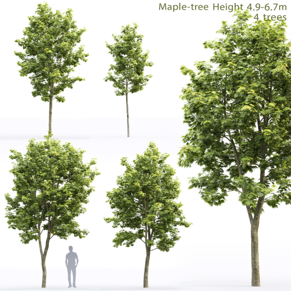 Maple-tree 11 H4-6m