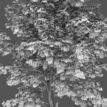 Maple-tree 11 H4-6m