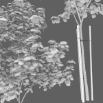 Maple-tree 13