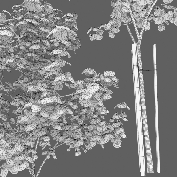Maple-tree 13