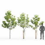 Maple-tree 13