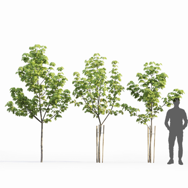 Maple-tree 13
