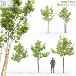 Maple-tree 13