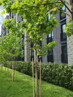 maple-tree-13-3d-model-b6542f81eb