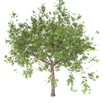 Maple tree
