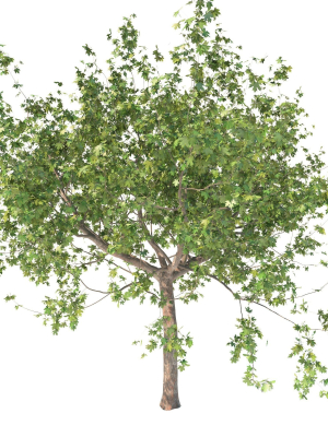 Maple tree