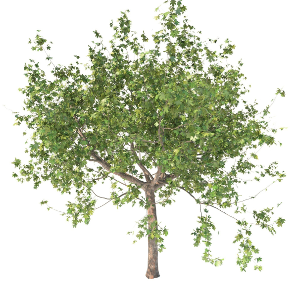 Maple tree