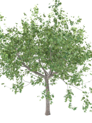 maple-tree-3d-model-1ed4160391