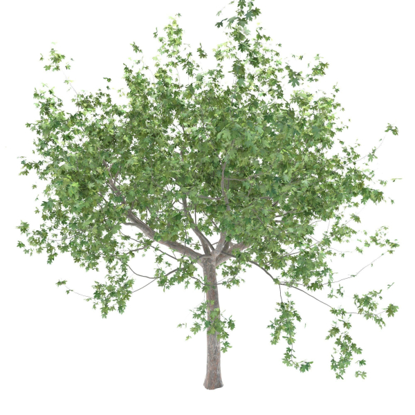 Maple tree